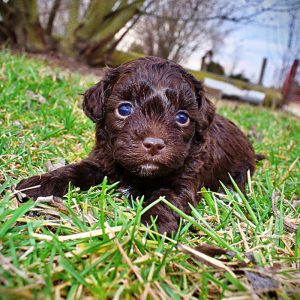 Lollipop - Female - HavaPoo