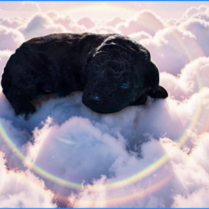 Louie - Male - HavaPoo