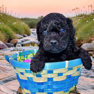 Louie - Male - HavaPoo