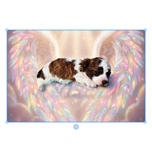 Lucky - Male - HavaPoo