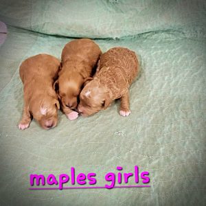 Maple's Girls