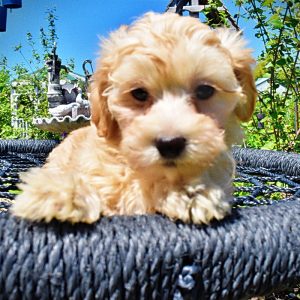 Nessie-Female-Havapoo