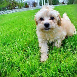 Nessie-Female-Havapoo