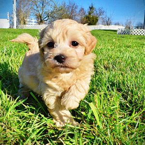 Nessie-Female-Havapoo