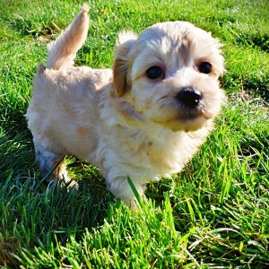 Nessie-Female-Havapoo