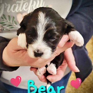 Bear SOLD-Male-Havapoo
