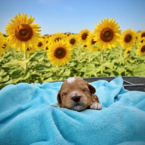 Magic - Male - HavaPoo