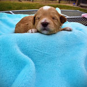 Magic - Male - HavaPoo