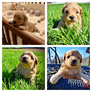 Mario - Male - HavaPoo