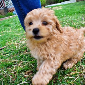 Mario - Male - HavaPoo