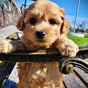 Mario - Male - HavaPoo