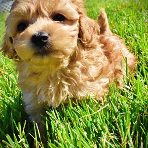 Mario - Male - HavaPoo