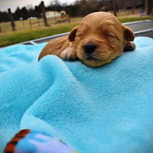 Mario - Male - HavaPoo