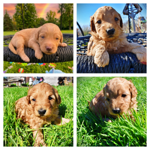 Mercedes - Female - HavaPoo