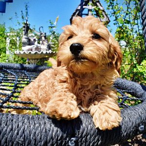 Mercedes - Female - HavaPoo