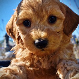 Mercedes - Female - HavaPoo