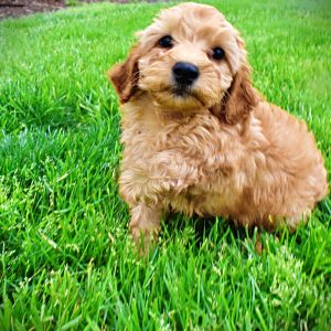 Mercedes - Female - HavaPoo