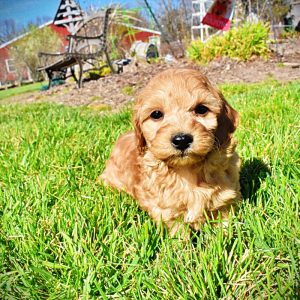 Mercedes - Female - HavaPoo