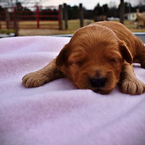 Mercedes - Female - HavaPoo