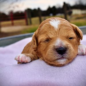 Mimi - Female - HavaPoo