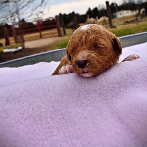 Muffin - Female - HavaPoo