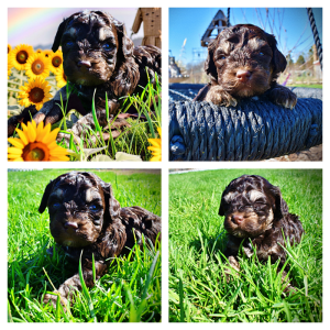 Nabisco-Male-Havapoo