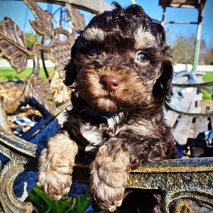 Nabisco-Male-Havapoo