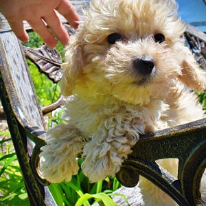 Nacho-Male-Havapoo