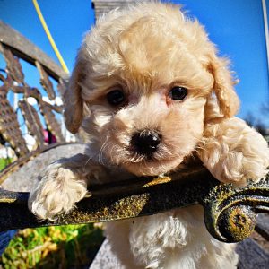 Nacho-Male-Havapoo