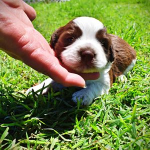 Rosa-Lee-Female-Havapoo