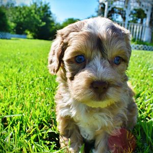 Pablo-Male-Havapoo