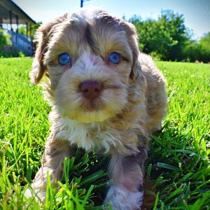 Pablo-Male-Havapoo-MEMORIAL DAY SALE SPECIAL!!