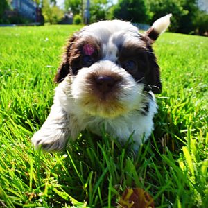 Patch-Male-Havapoo