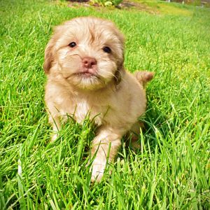 Peanut-Male_Havapoo-MEMORIAL DAY SALE SPECIAL!!