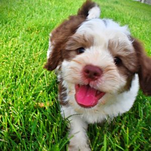 Pepper-Male-Havapoo-MEMORIAL DAY SALE SPECIAL!!