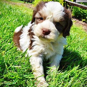 Pepper-Male-Havapoo