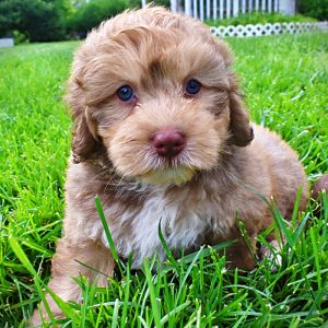 Pippin-Male-Havapoo-MEMORIAL DAY SALE SPECIAL!!