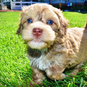 Pippin-Male-Havapoo
