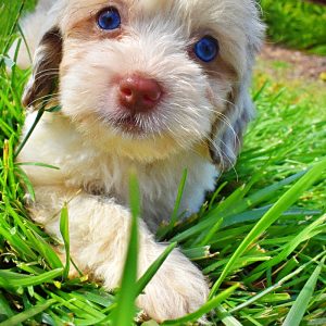 Precious-Female-Havapoo-MEMORIAL DAY SALE SPECIAL!!