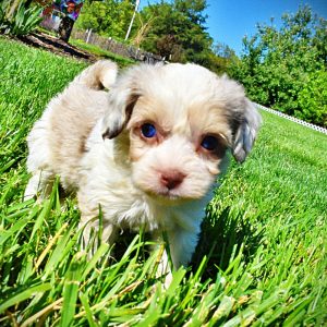 Precious-Female-Havapoo