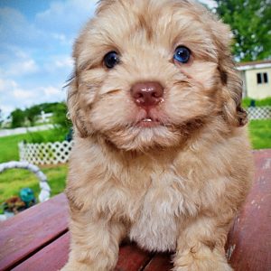 Presto-Male_Havapoo-MEMORIAL DAY SALE SPECIAL!!