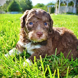 Rascal-Male-Havapoo
