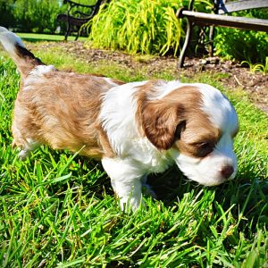 Remy-Female-Havapoo