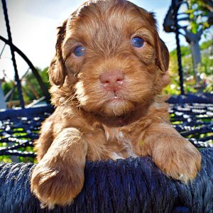 Ringo-Male-Havapoo
