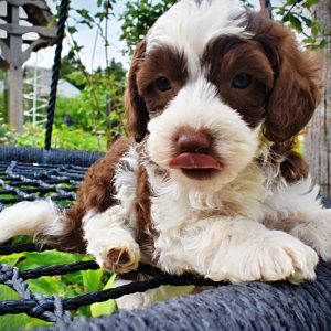 Rollo-Male-Havapoo