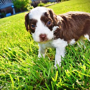 Rollo-Male-Havapoo