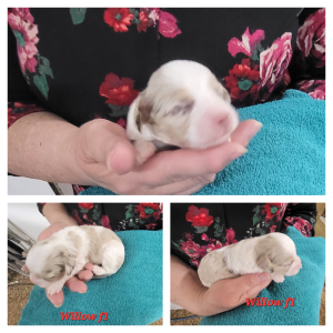 New spotted Havapoo babies