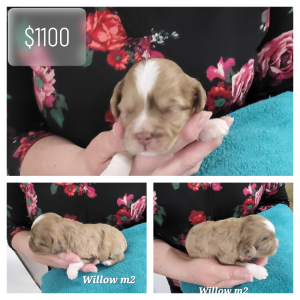 New spotted Havapoo babies