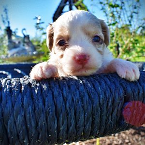 Precious-Female-Havapoo