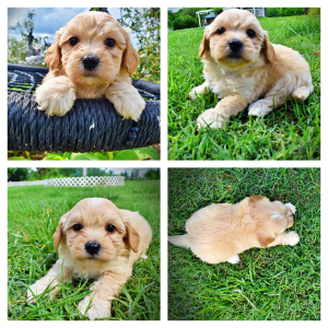 Abbie-Female-Havapoo
